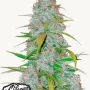 Семена конопли CALIFORNIAN SNOW Auto от Fast Buds